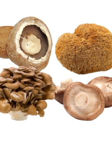 4 mushrooms in a collage
