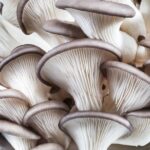 a bouquet of pearl oyster mushrooms with white gills and brown cap