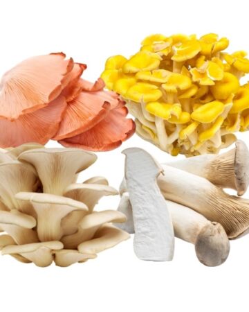 Colorful mushrooms in a collage pink yellow and light brown