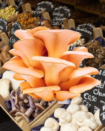 Pink oyster mushroom in themiddle with baskets of other mushrooms at the back